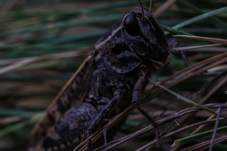 Муцо (????), Грузия,XII век.Останки в склепах —  последствия чумы 1850г., считается, что сюда приносили умирать больных из села Ардоти