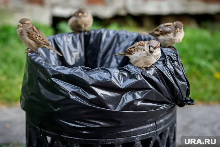 Владельцы мусорки пригрозили обратиться в полицию