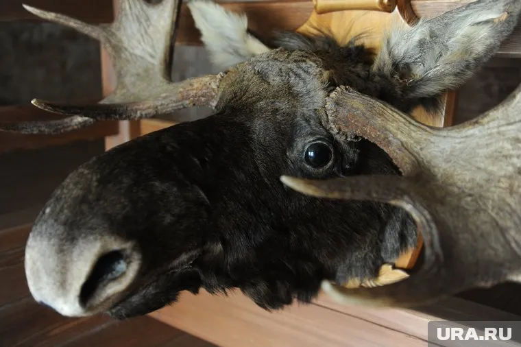 Из-за столкновения с лосем пострадали водитель и его трехлетний сын