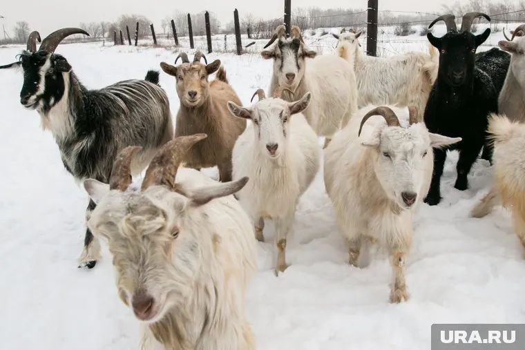 В хозяйстве более 300 коз