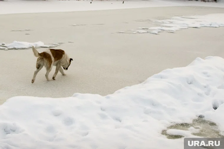 Из-за плюсовых температур водоемы региона еще не покрыты льдом (архивное фото)