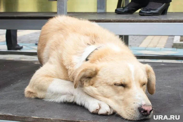 Мелатонин не решает все проблемы со сном, предупредил Александр Калинкин