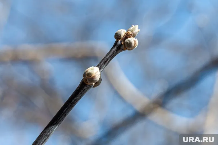 Синоптики обещают теплый май в ЯНАО (архивное фото)