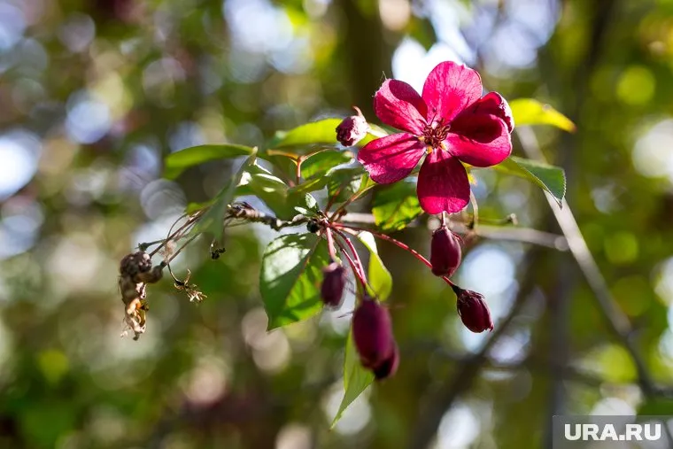 В Тюменскую область придет резкое потепление до +21 градуса