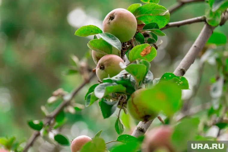 Для длительного хранения подходят "зимние" разновидности яблок, аккуратно снятые с дерева