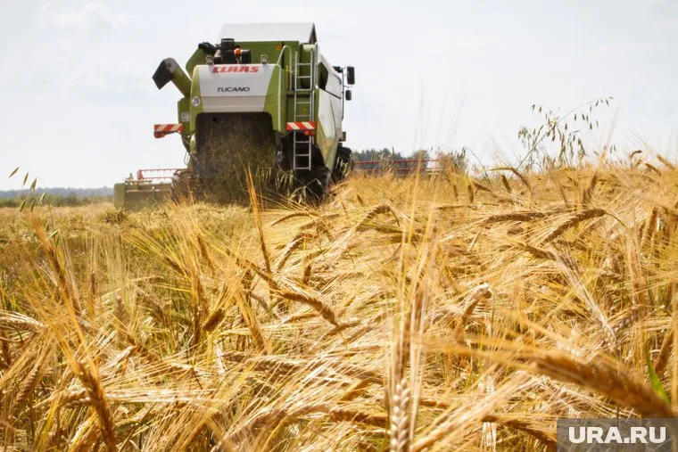 Сотрудники сельхозпредприятия массово увольняются в период уборочной кампании