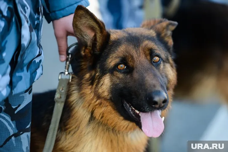 Погибшего мальчика искали с помощью поисковых собак и спецтехники