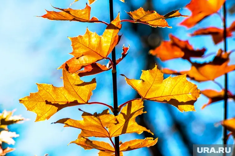 Воздух прогреется до 20 градусов