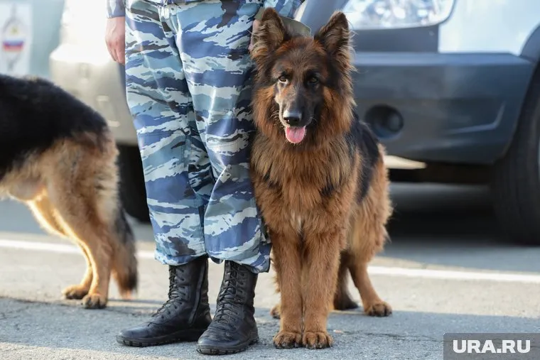 Полиция начала проверку из-за анонимки, поступившей на станцию скорой помощи