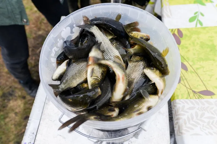 Зарыбление Шершневского водохранилища РМК. Челябинск