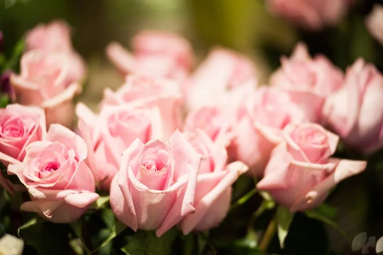 Цветочные магазины. Екатеринбург