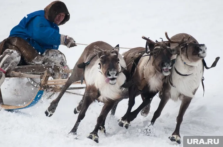 Развитием туризма на Ямале займется обновленная структура