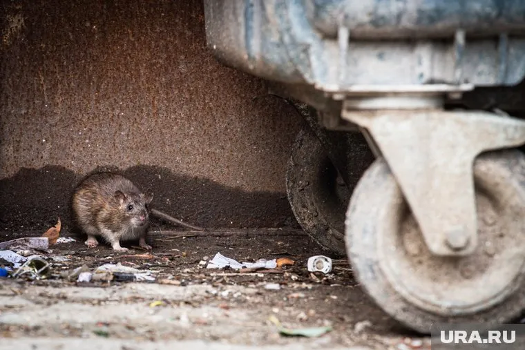 Крысы расплодились во дворе дома