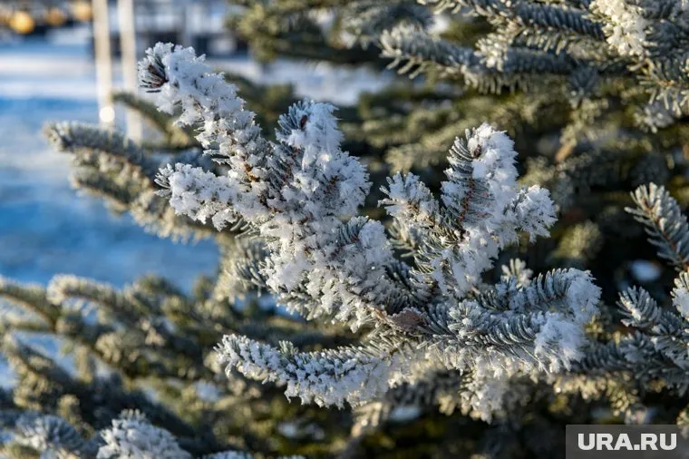 Неделя обещает быть морозной