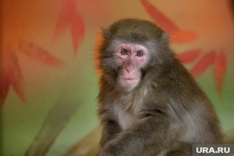 Обезьянья оспа развивается с рядовыми для инфекции симптомами