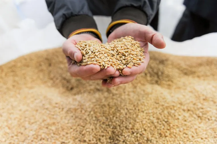 Селекционно-семеноводческий комплекс «Ситно». Челябинск