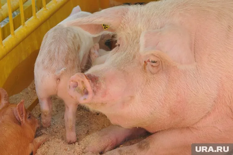 В Ноябрьске обнаружены свиньи, зараженные африканской чумой