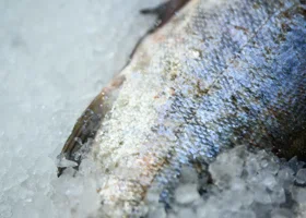 На улицах Тюмени торгуют потенциально опасной рыбой