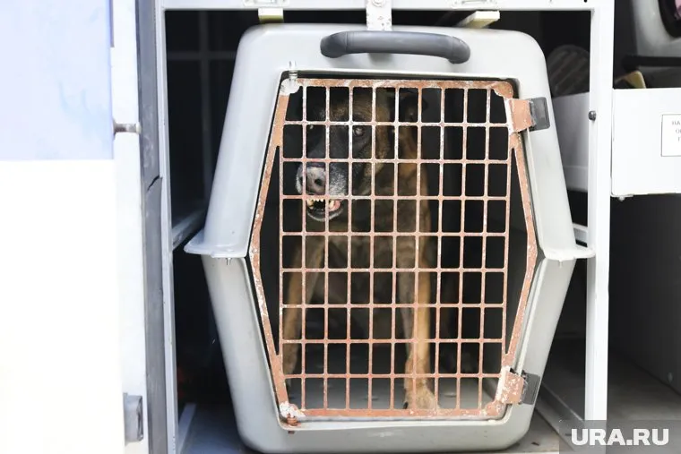 Пес набросился на собаку ребенка в магазине (архивное фото)