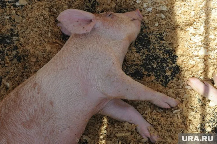 Инвестор хотел вложить в модернизацию 1,4 млрд рублей