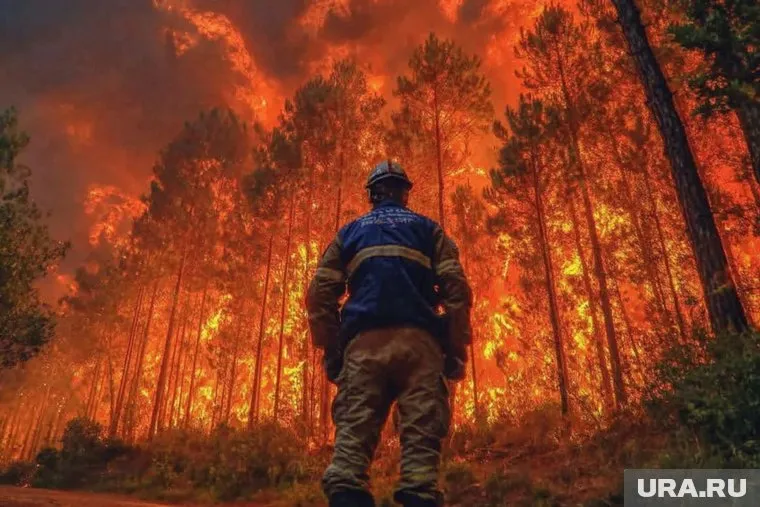 В 2024 году, по разным оценкам, сгорело от 1,8 до 2 млн га леса