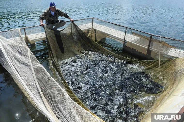 Воспроизводство осетра в ЯНАО возможно только искусственным путем 