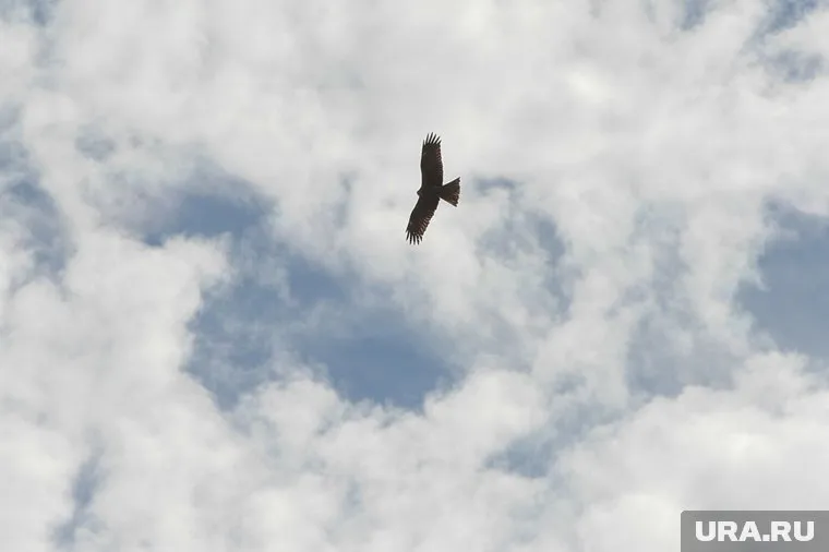 Некоторые из них даже гнездятся в городе