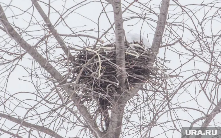 Ямал – единственный регион, где кречеты активно селятся на объектах инфраструктуры