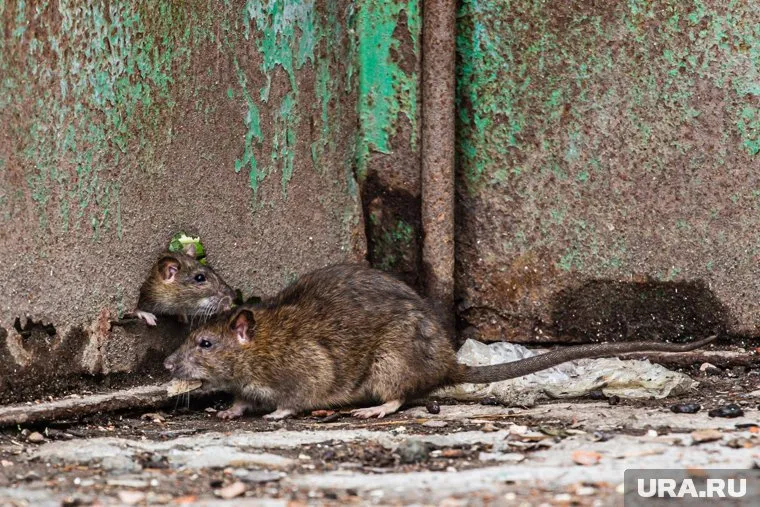 Крысы стали для обитателей Екатеринбурга опасными соседями