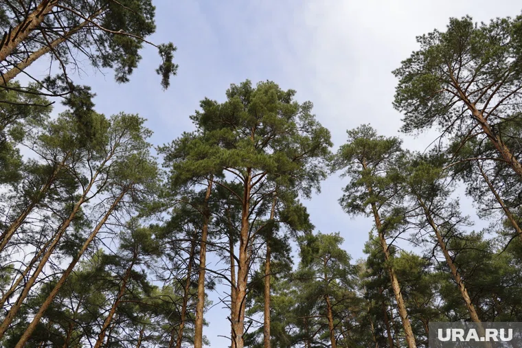 В Курганской области объявлен предпоследний класс горимости леса