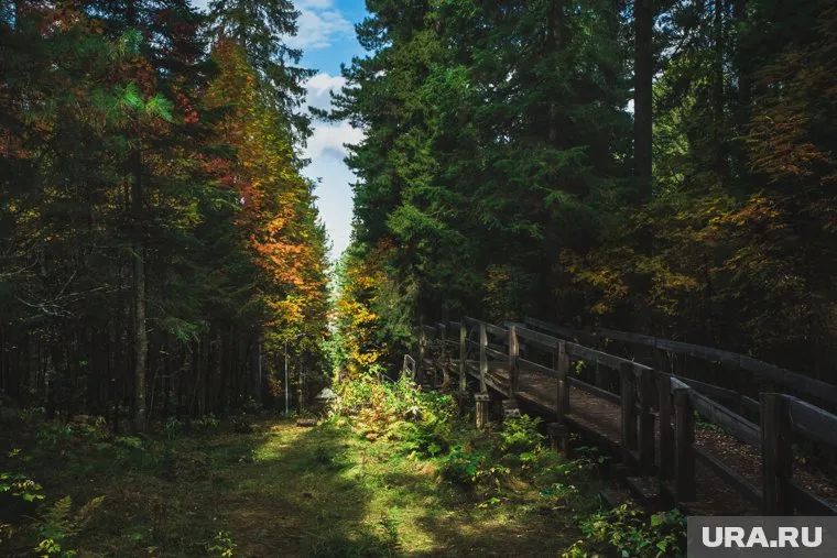 В лесном комплексе «Ягом» в Нижневартовске пройдет фестиваль, который станет частью Международной экологической акции «Спасти и сохранить»