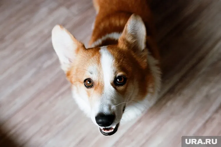 Собака начала громко лаять из-за приближающегося беспилотника