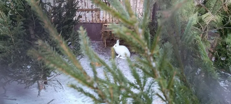 У физических лиц зоосад главный атрибут нового года не принимает