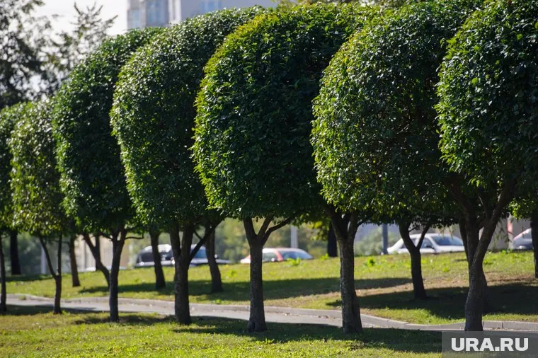 На озеленение дороги в аэропорт Кургана потратят 7 млн рублей