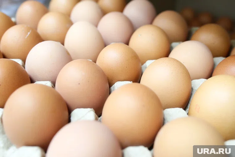 Птицефабрика останется в собственности региона