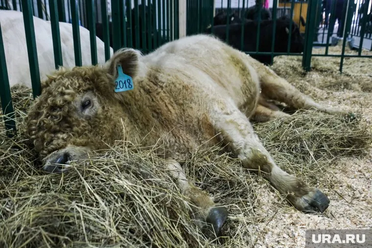 Трупы животных разбросаны по всей ферме