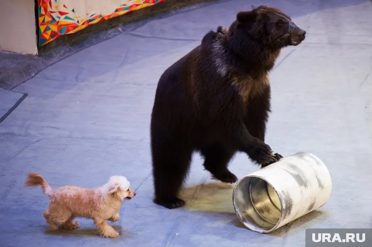 Животные в цирках подвергаются насилию, а это может повлиять на психику детей в зрительном зале, уверен депутат