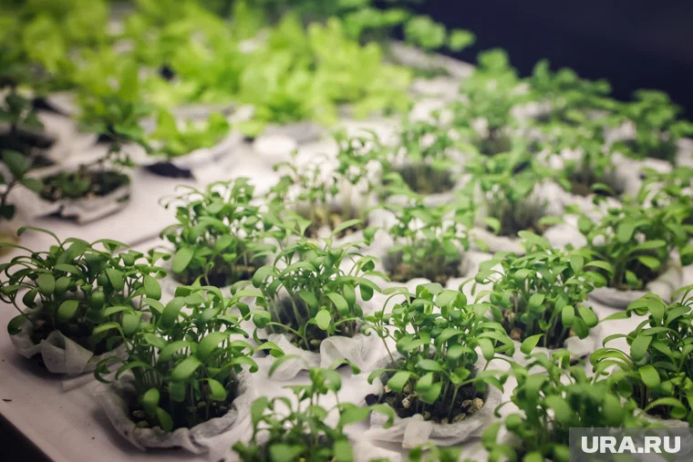 В 2025 году средняя зарплата агронома базовой квалификации достигла 100 тысяч рублей