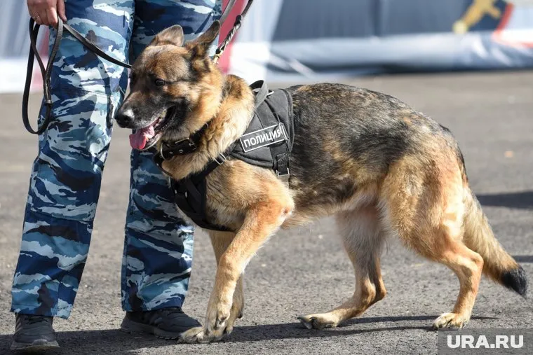 Пропавшего грибника служебная собака нашла по следу