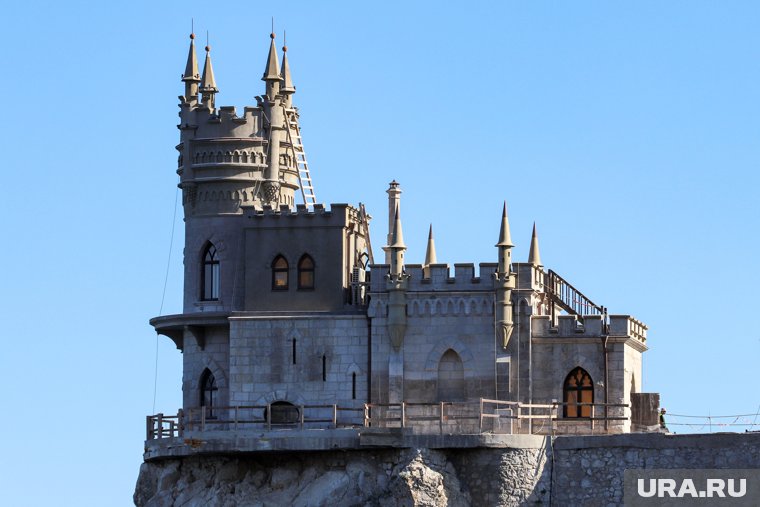 Сброшенную с обрыва живодером кошку Мусю нашли живой: почему за ее судьбой следит вся страна