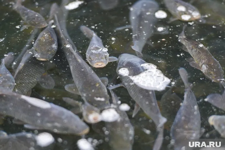 Депутат Алексей Савинцев предложил открыть новый рыбный завод для нужд фронта