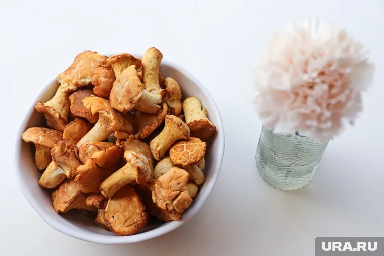 С одной полянки свердловчане набрали почти два ведра лисичек