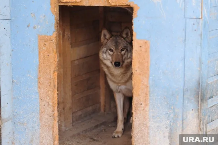 У нападавшего на людей волка не нашли вируса бешенства