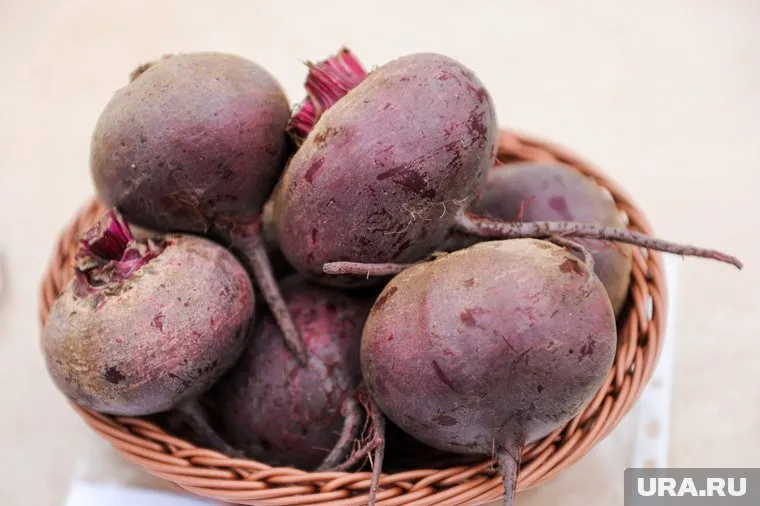 Разговорное произношение слова "свеклА" в перспективе может вытеснить правильное "свЁкла"