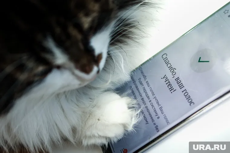 Регистрация на сайте предварительного голосования занимает не больше пяти минут