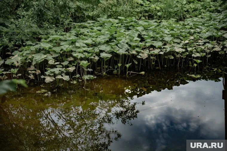 В Новгородской области ввели режим ЧС из-за затопления полей