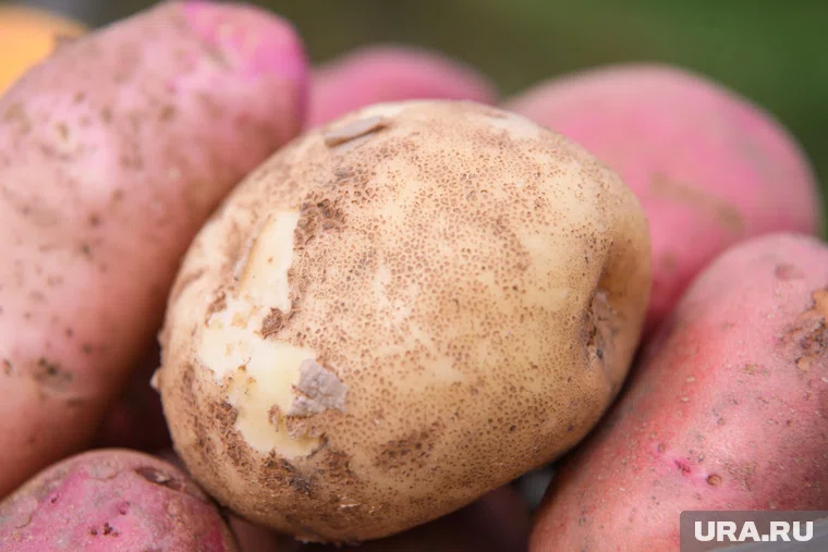 126 тысяч тонн картофеля собрали в Челябинской области