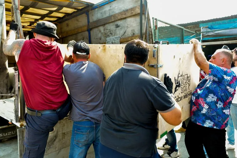 Тигр Гектор. Челябинск