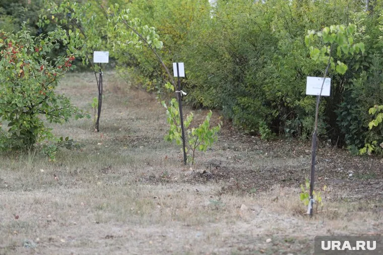 По словам горожанина, людям приходится стоять в кустах на перекрестке (архивное фото)