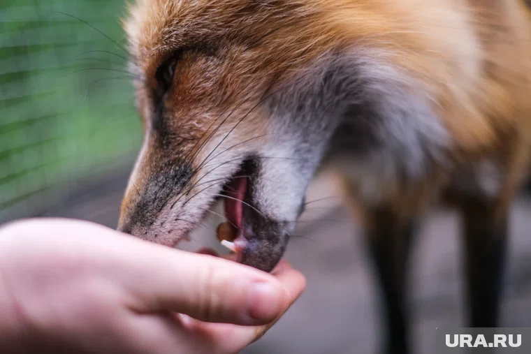 Лесных животных массово вакцинируют от бешенства в Курганской области